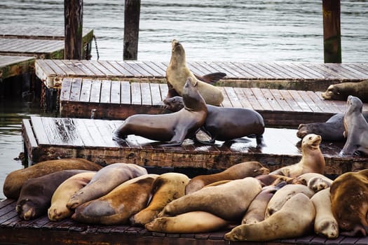 An intense moment caught on camera at a San Francisco pier, where two sea lions are engaged in a spirited altercation. Amidst the usually peaceful gathering of these marine creatures, this rare display of aggression captures the competitive side of sea lion behavior in their natural habitat