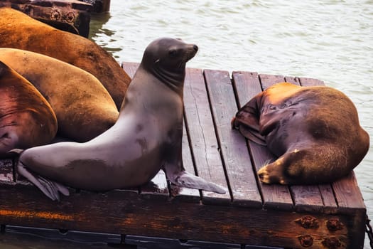 In this intimate close-up shot, two sea lions offer a study in contrasts at San Francisco popular pier. One, with eyes locked onto the camera, appears curious and alert, while its companion blissfully slumbers beside it. The photo encapsulates the diversity of behavior in these fascinating marine mammals.