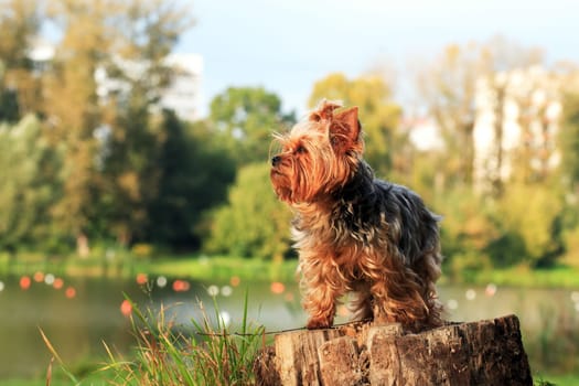 Portrait of nice small yorkshire terrier outdoor on nature background