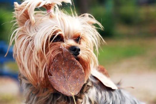 Portrait of nice small yorkshire terrier outdoor on nature background