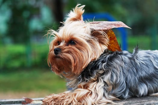 Portrait of nice small yorkshire terrier outdoor on nature background