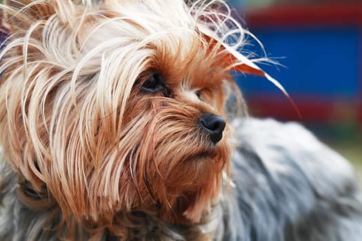 Portrait of nice small yorkshire terrier outdoor on nature background