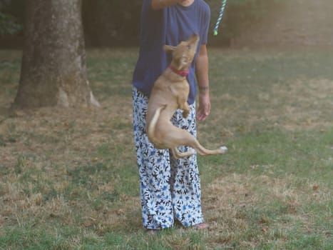 6 months old beige she puppy jumping bonding playing with woman at the park outdoors in summer