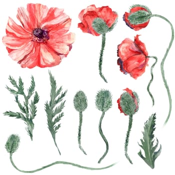 Vintage Set of watercolor red poppies with drop buds and leaves separately isolated on white background