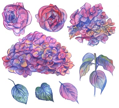 Floral set consisting of hydrangea and rose leaves painted with watercolors in pink shades isolated on a white