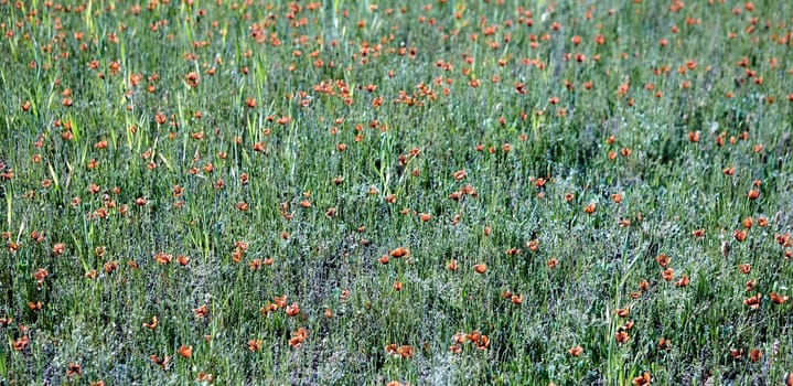 A colorful display of wildflowers covers a verdant field, with bright orange blooms dotting the landscape under clear skies, showcasing the beauty of springtime.