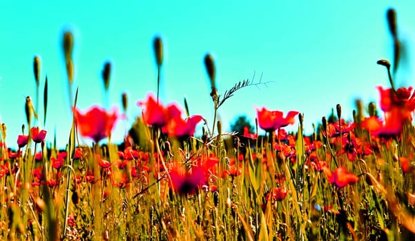 A beautiful field filled with bright red poppies swaying gently in the breeze against a backdrop of a clear blue sky, capturing the essence of early summer.