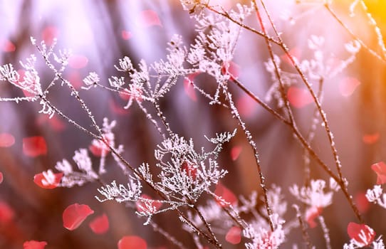 Frozen umbrella flowers with snow against a forest background. New Year's landscape with a multi-colored background.