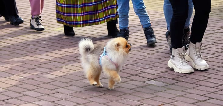 A small Pomeranian explores a bustling park path, weaving between various individuals dressed casually, creating a vibrant atmosphere on a pleasant day.