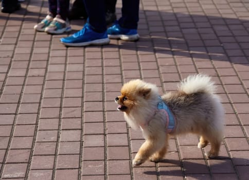 A small Pomeranian wearing a harness strolls joyfully through a busy plaza filled with people enjoying the day. The atmosphere is lively and cheerful.