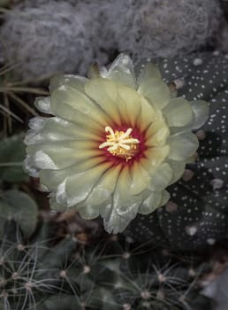 Top view of Yellow flower of Astrophytum asterias (Kabuto cactus) in the middle of Ferocactus echidne, Mammillaria longimamma and Mammillaria Plumosa in cactus garden. Cactus flower, Succulent Plant, Copy space, Selective focus.