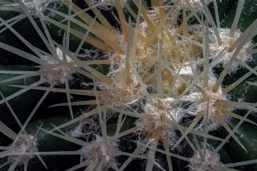 Close-up of Ferocactus echidne with sharp white prickles. Prickly green Parodia polyacantha cactus or Parodia langsdorffii plant, Cactus flower, Succulent Plant, Copy space, Selective focus.