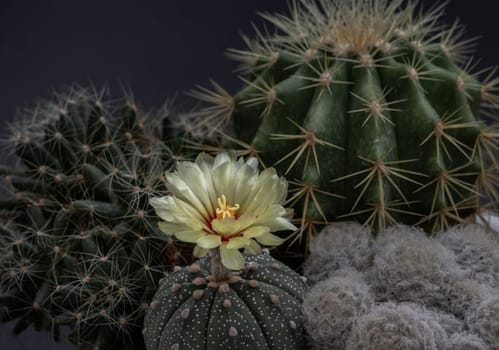Yellow flower of Astrophytum asterias (Kabuto cactus) with Ferocactus echidne, Mammillaria longimamma and Mammillaria Plumosa on dark background. Many beautiful cactus with feathers planted in different shapes and different colors growing. Cactus flower, Succulent Plant, Space for text, Selective focus.