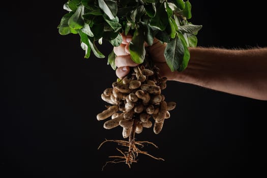 farmer holding fresh peanuts with green leaves close up near garden shovel on dark background, peanuts still attached to roots, gardening and organic farming concept.