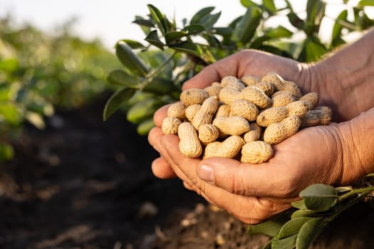 farmer's hand holding fresh peanuts with leaves close-up on groundnut field background, peanut harvesting