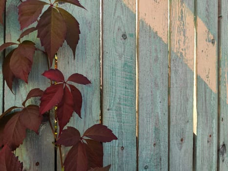 Climbing red leaves gracefully adorn a rustic teal wooden fence, illuminated by the soft glow of late afternoon sunlight, creating a serene backdrop.