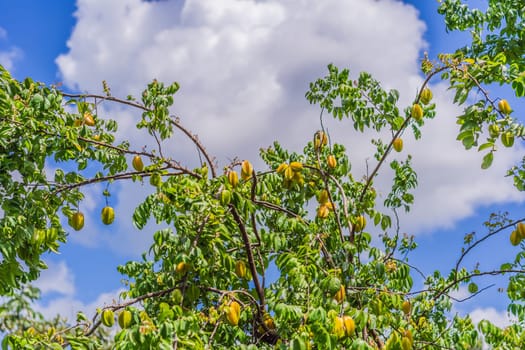 Carambola, also known as star fruit. Star fruits growing on a tree. Tropical nature, agriculture, and organic produce concept.