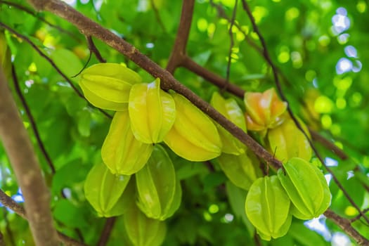 Carambola, also known as star fruit. Star fruits growing on a tree. Tropical nature, agriculture, and organic produce concept.