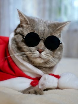 Scottish straight cat in New Year's red suit and sunglasses for New Year, Christmas. A pet on the eve of the holidays 2025 at home on the bed