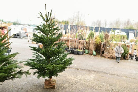 Christmas trees for sale on a market