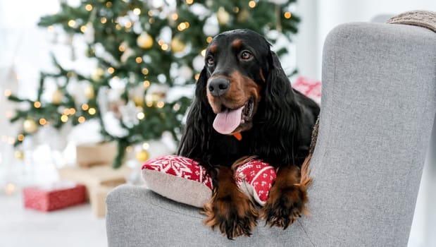 Cute setter dog in Christmas time lying on sofa with festive tree on background in New Year time. Purebred doggy pet in Xmas holidays at home
