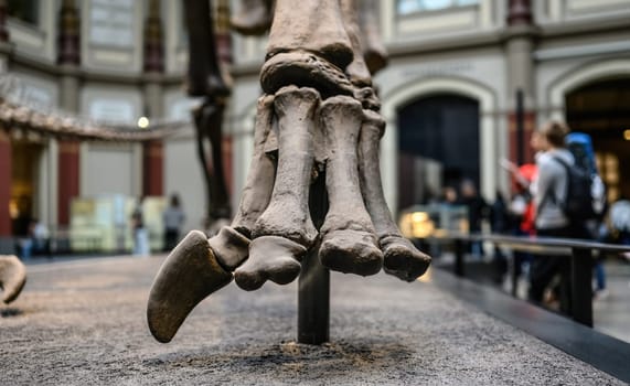 Bones of paw of dinosaur close up at exhibition in museum