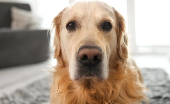 Golden retriever dog looking at camera at home closeup portrait. Purebred pet doggy labrador indoors