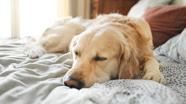 Golden retriever dog resting lying in bed and close its eyes. Purebred pet doggy labrador napping sleeping at home