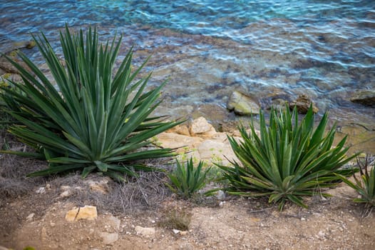 Vibrant agave plants grow near a clear turquoise sea, creating a tranquil coastal scene with rocky terrain.