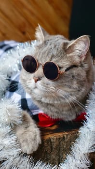 Scottish straight cat celebrates holiday eve Happy New Year 2025 and Merry Christmas. Pet in sunglasses is looking at the camera.