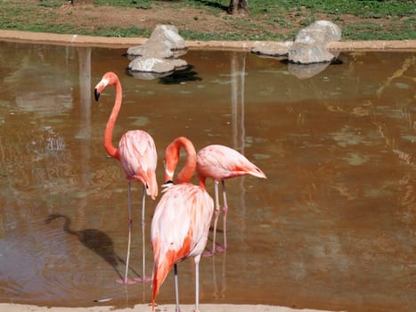 Honolulu - September 1, 2010: Three vibrant flamingos stand in shallow water, gracefully wading near rocky outcrops, basking in the sun under clear blue skies.