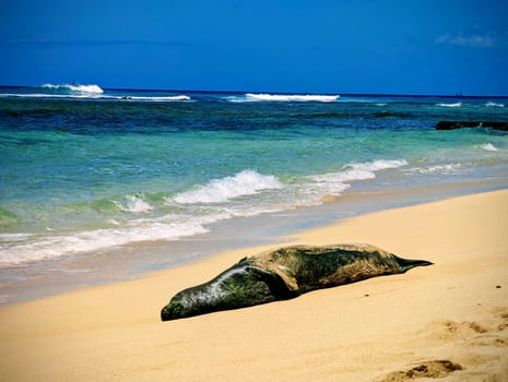 Waikiki, Hawaii - August 21, 2024: A monk seal basks peacefully on the soft sands of Makalei Beach, soaking up the sun while the waves softly lap at the shore on a quiet afternoon.
