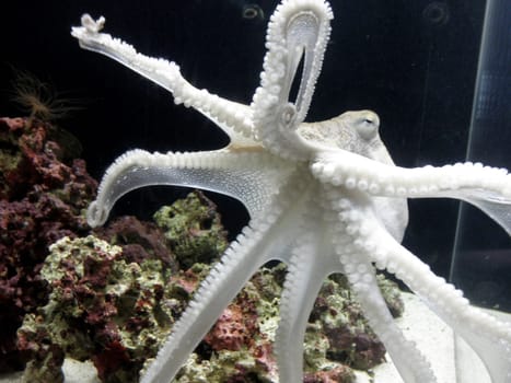 A curious octopus uses its tentacles to navigate the aquarium, playfully interacting with the rocks and corals in its habitat.