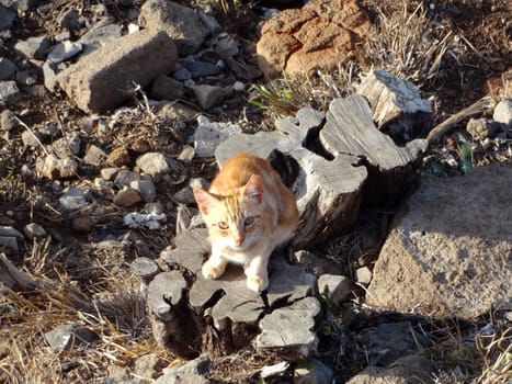 An orange kitten sits on a weathered log surrounded by stones and dry grass, curiously exploring its natural outdoor environment in daylight.
