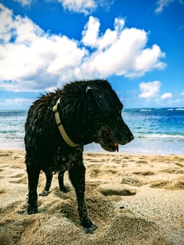The flat-haired retriever stands on the sandy shore of Makalei Beach, playfully splashing water while enjoying the warm sun and scenic ocean views.