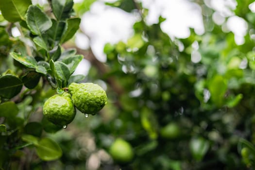 Close up of green kaffir lime fruit with bokeh background.