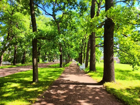 The park features tall trees and vibrant green grass, creating a tranquil atmosphere on a sunny summer day