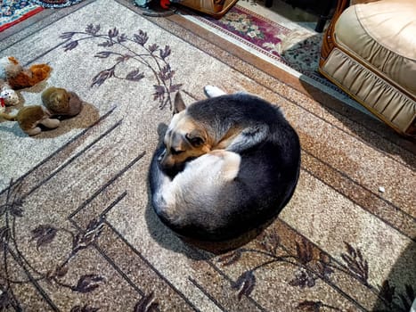 A dog is comfortably curled up on a decorative rug in a warm, inviting living room, showcasing a serene moment.