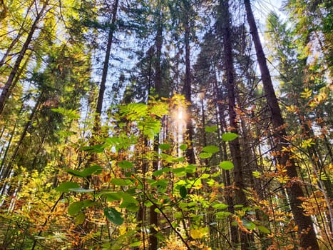 Golden and orange leaves decorate tall trees under a bright sky, creating a tranquil atmosphere in a lush forest.