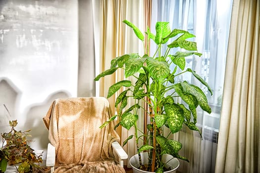 Dieffenbachia plant in a pot on a stool by the window. Retro interior in light colors. Background with plant with green leaves and fabric