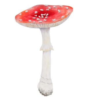 Red fly agaric. Watercolor hand drawn illustration. Realistic botanical Amanita muscaria mushroom clip art for eco goods, textiles, natural herbal medicine, healthy tea, cosmetics, homeopatic remedies.