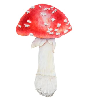 Red fly agaric. Watercolor hand drawn illustration. Realistic botanical Amanita muscaria mushroom clip art for eco goods, textiles, natural herbal medicine, healthy tea, cosmetics, homeopatic remedies.