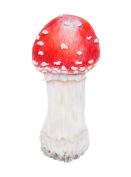 Red fly agaric. Watercolor hand drawn illustration. Realistic botanical Amanita muscaria mushroom clip art for eco goods, textiles, natural herbal medicine, healthy tea, cosmetics, homeopatic remedies.