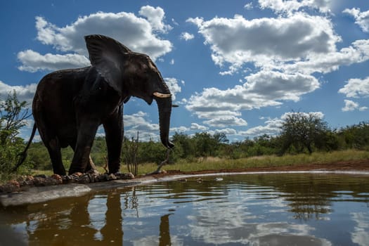 African bush elephant in wide angle view at waterhole in Kruger National park, South Africa ; Specie Loxodonta africana family of Elephantidae