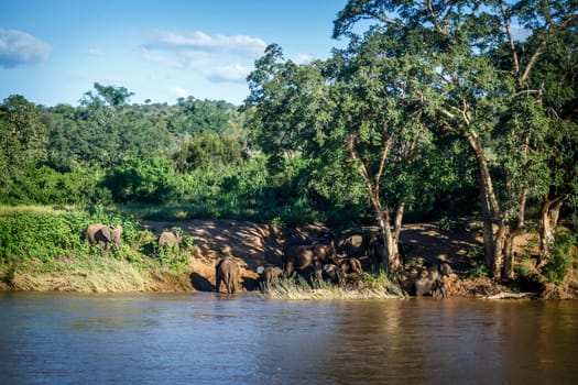 African bush elephant herd on riverside in Kruger National park, South Africa ; Specie Loxodonta africana family of Elephantidae