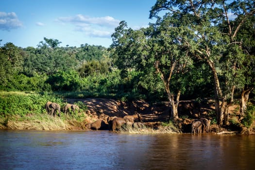 African bush elephant herd on riverside in Kruger National park, South Africa ; Specie Loxodonta africana family of Elephantidae