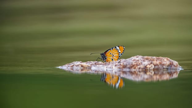 Butterfly standing on a rock in middle of water with reflection in Kruger National park, South Africa