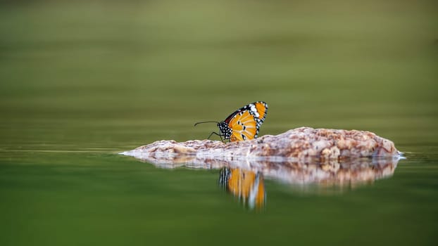 Butterfly standing on a rock in middle of water with reflection in Kruger National park, South Africa