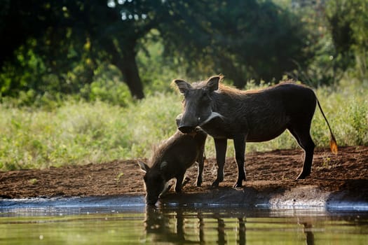 Common warthog female and cub at waterhole in Kruger National park, South Africa ; Specie Phacochoerus africanus family of Suidae