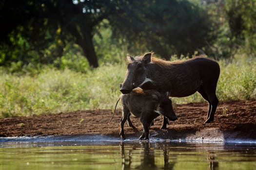 Common warthog female and cub at waterhole in Kruger National park, South Africa ; Specie Phacochoerus africanus family of Suidae